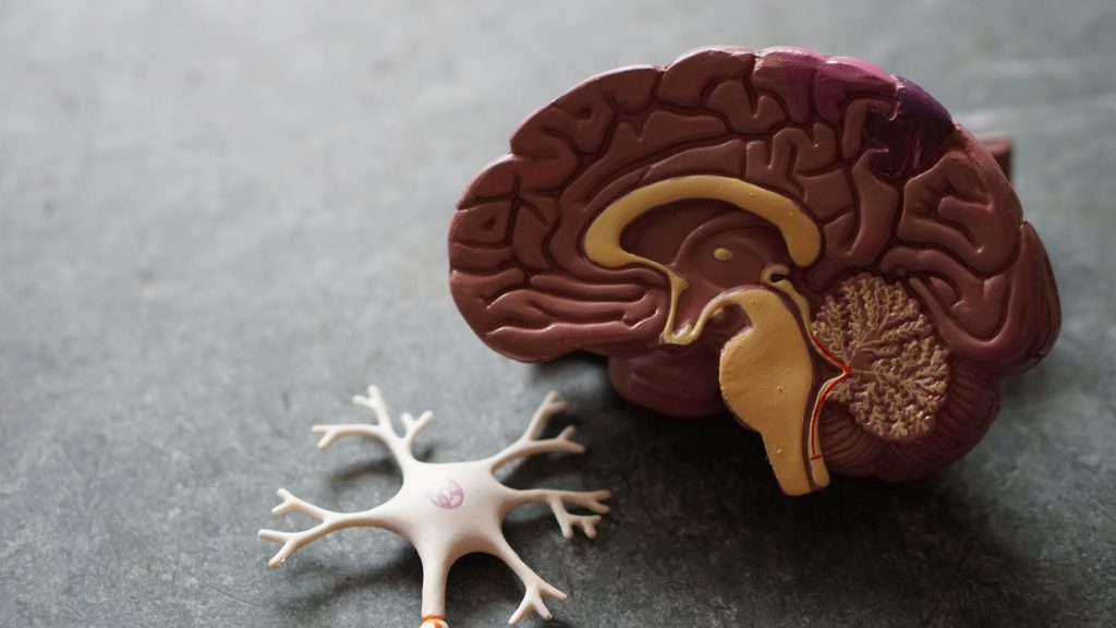 spaccato-di-un-cervello-e-neurone-1024x576 La psicologia è una scienza a tutti gli effetti